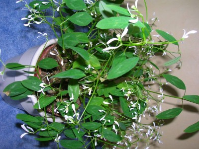 DSCN7081.JPG