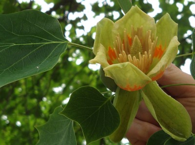 15.05.09 liriodendron1.jpg