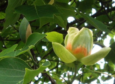 15.05.09 liriodendron.jpg