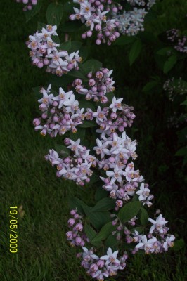 Deutzia - Mont Rose 4 -.jpg