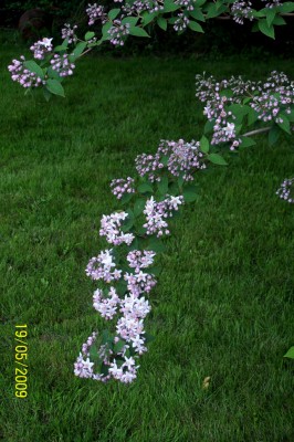 Deutzia - Mont Rose 5 -.jpg