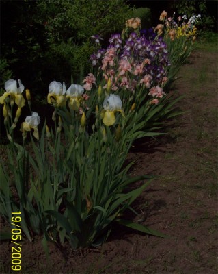 Iris1 Mai 2009.jpg
