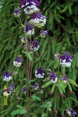 Akelei - gefüllt.jpg