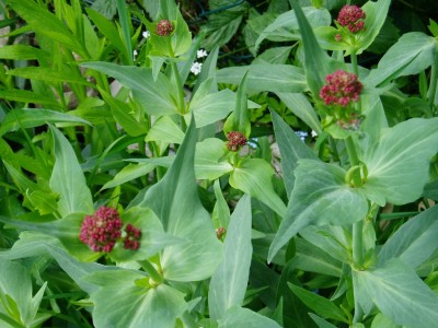 Knospen Spornblume.JPG