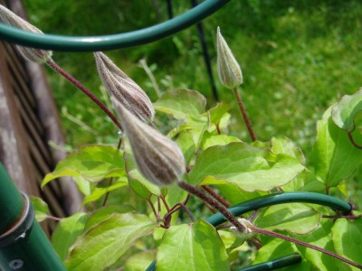 Knospen Clematis Niobe.JPG