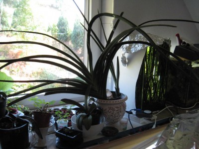 Dreikantige Sansivieria.JPG