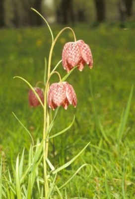 Fritillaria_meleagris.jpg