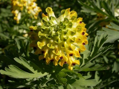 Corydalis nobilis.JPG