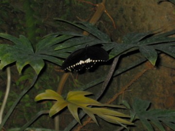 IMG_0220.jpg