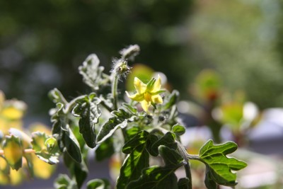 Topftomate Yellow Canary Blüte - 20.05.2009.jpg