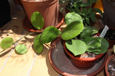 Hoya obovata - 20.05.2009.jpg
