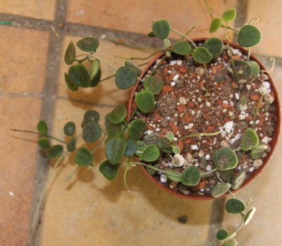 Hoya serpens - 20.05.2009.jpg