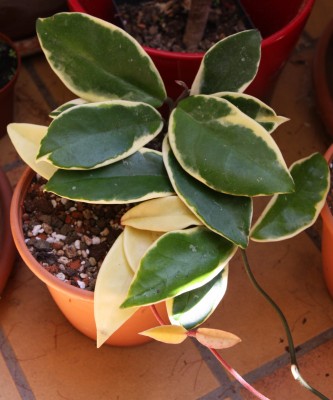 Hoya carnosa variegata - 20.05.2009.jpg