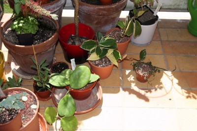 Hoya Neuzugänge (obovata, carnosa variegata, kerii albomarginata &amp; serpens)    - 20.05.2009.jpg
