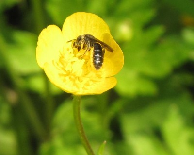 Scherenbiene Chelostoma florisomne-2.JPG