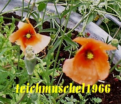 Mohn orange2.jpg
