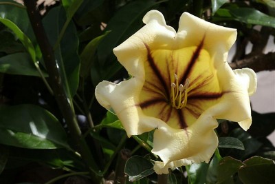 wilde Blumen (15) (Medium).jpg