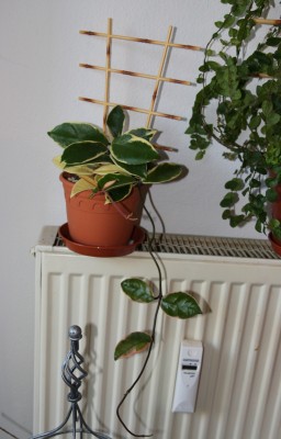 Hoya carnosa variegata - 20.05.2009 - 2.jpg