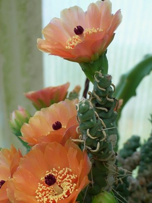 RIMG0006.JPG