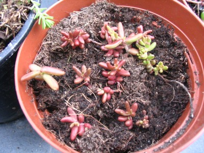 Bild 815.jpg