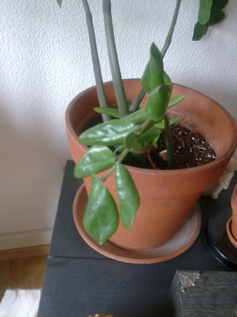 Zamioculcas geht ein.  Pflanzen & Botanik  GREEN24 Pflanzen & Garten Forum