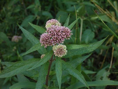 Eupatorium cannabinum (Wasserdost)_001.jpg