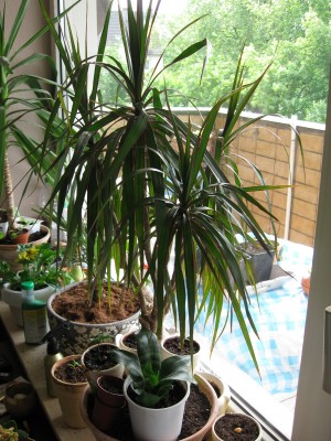 Dracena.jpg