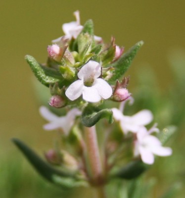 Makro - Thymianblüte - 21.05.2009.jpg