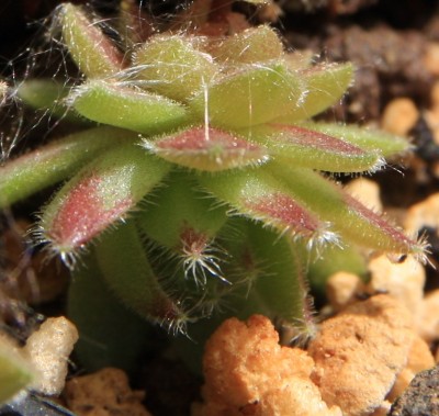 Makro - Sempervivum - 21.05.2009 - 1.jpg