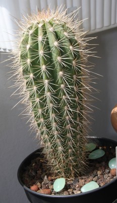 Pachycereus pringlei - 21.05.2009 - 2.jpg