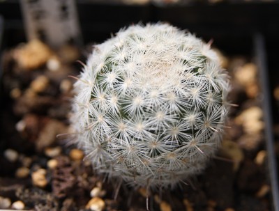 Mammillaria stella-de-tacubaya - 21.05.2009.jpg