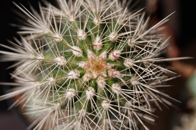Pachycereus pringlei - 21.05.2009.jpg