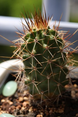Echinocereus fendlerii v. albiflorus - 21.05.2009.jpg