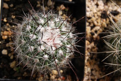 Stenocactus - 21.05.2009.jpg