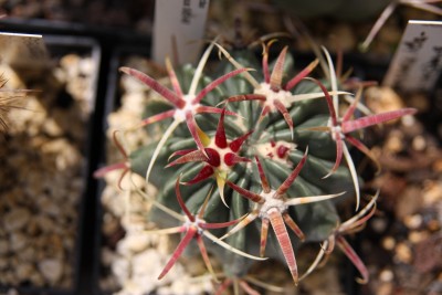Ferocactus latispinus - 21.05.2009.jpg