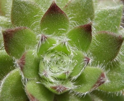 Makro - Sempervivum - 21.05.2009 - 2.jpg
