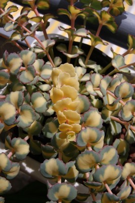 Sedum sieboldii medio variegata - 21.05.2009.jpg