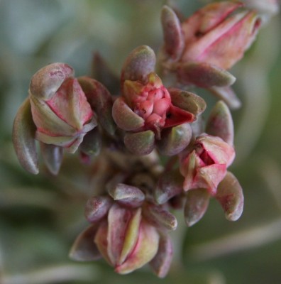 Makro - Graptopetalum bellum tacitus - 21.05.2009.jpg