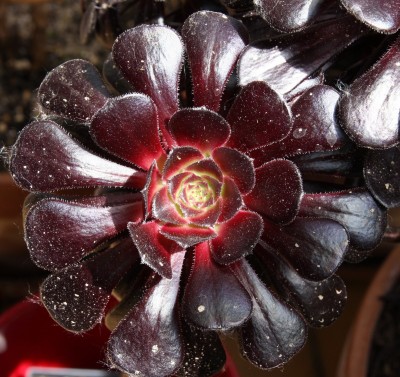 Aeonium arboreum atropurpureum - 21.05.2009.jpg