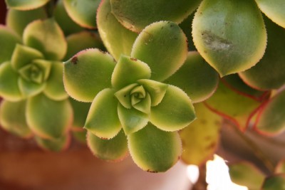 Aeonium Hybride Sunburst - 20.05.2009 - 2.jpg