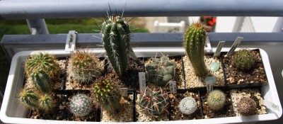 Kaktuskasten 1 - 21.05.2009.jpg