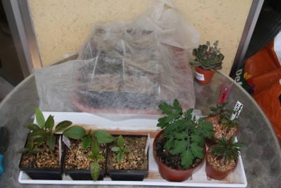 Kindergarten Balkon - 21.05.2009.jpg