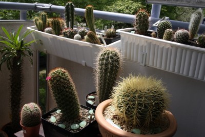 Kakteen Balkon - 21.05.2009 - 1.jpg