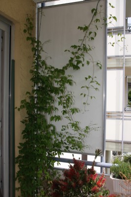 Balkonimpressionen - 21.05.2009 - 5.jpg