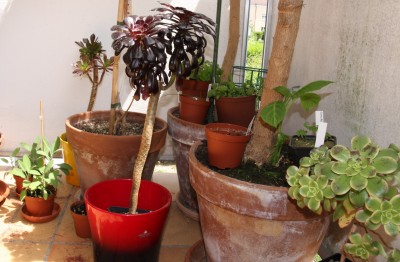 Balkonimpressionen - 21.05.2009 - 4.jpg