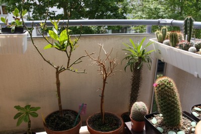 Balkonimpressionen - 21.05.2009 - 3.jpg