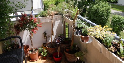 Balkonimpressionen - 21.05.2009 - 1.jpg