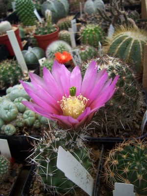 100_4737.JPG