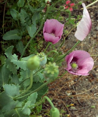 wilde Blumen (5) (Medium).jpg