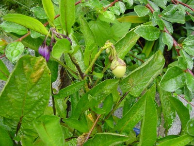 Pepino.jpg